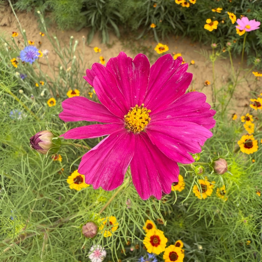 Meet your Posher, Ivelís